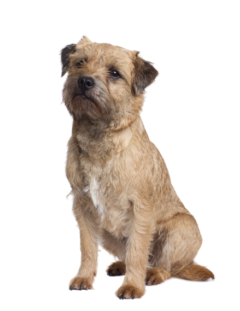 border terrier (2)