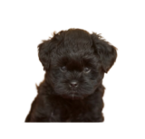 Affenpinscher