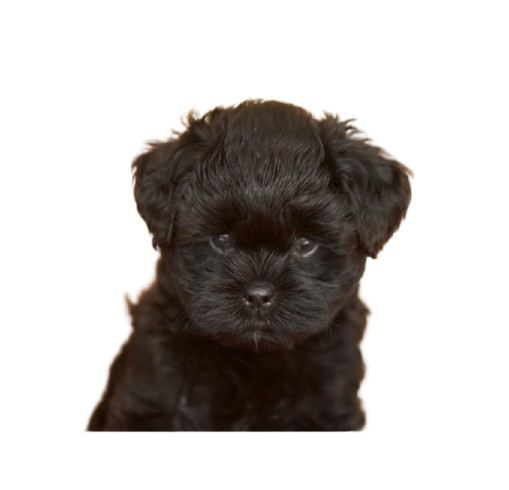 Affenpinscher