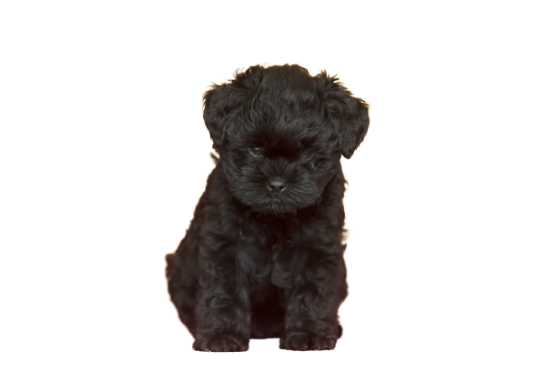 Affenpinscher (6)