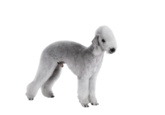 Bedlington Terrier (2)