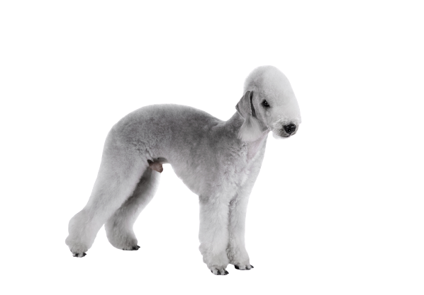 Bedlington Terrier (2)