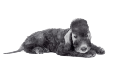 Bedlington Terrier (5)