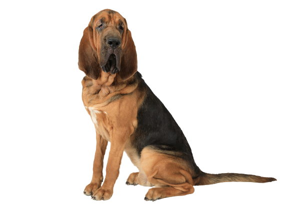 Bloodhound (2)