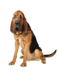 Bloodhound (5)