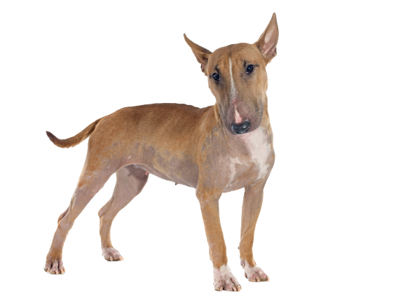 Bull Terrier (1)