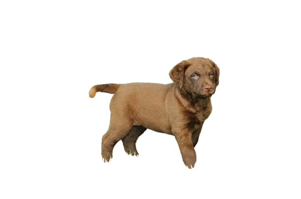 Chesapeake Bay Retriever (5)