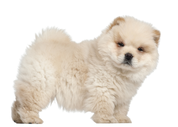 Chow Chow (2)