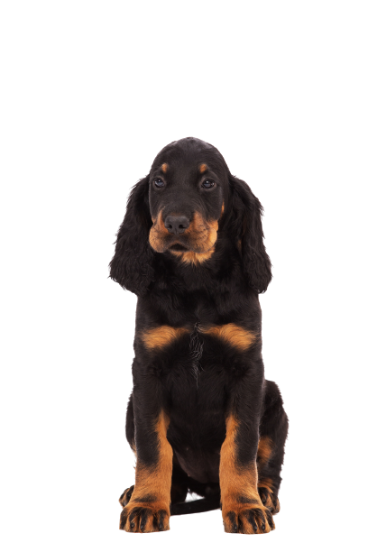 Gordon Setter (5)