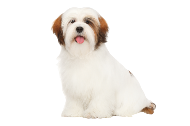 Lhasa Apso (4)