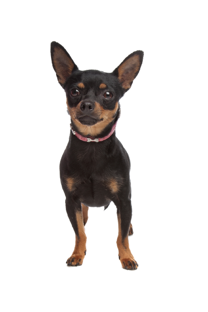 Zwergpinscher (6)