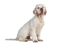 Clumber Spaniel sitting and smiling at the camera