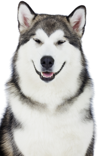 Alaskan Malamute Welpen