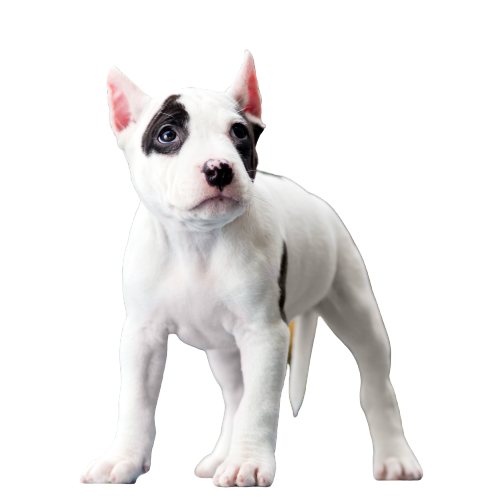 American Staffordshire Terrier