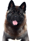 Amerikanischer Akita