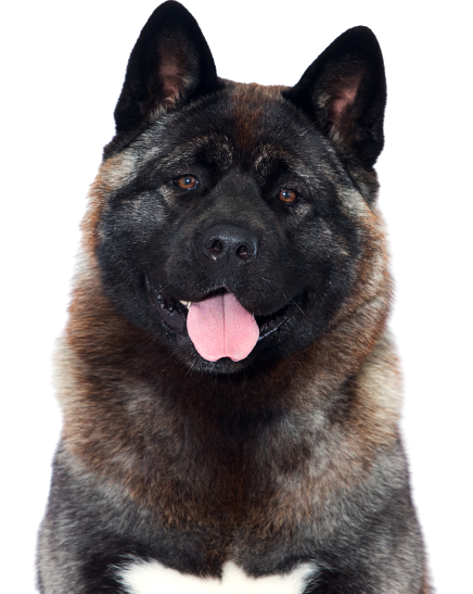 Amerikanischer Akita