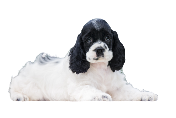 Amerikanische Cocker Spaniel