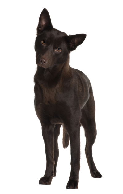 Australian Kelpie