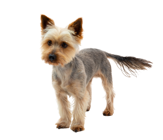 Australian Silky Terrier