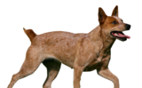 Australian Stumpy Tail Cattle Dog