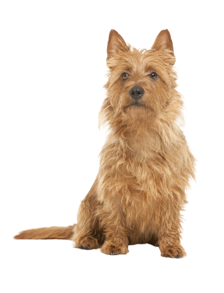 Australian Terrier