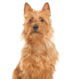 Australian Terrier