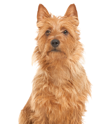 Australian Terrier