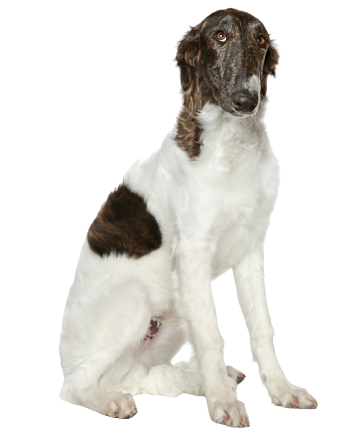 Barzoi, also spelled Barsoi