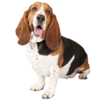 Basset Hound