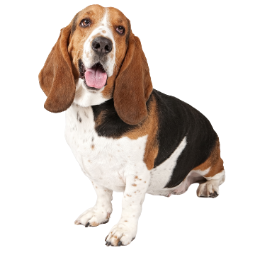 Basset Hound