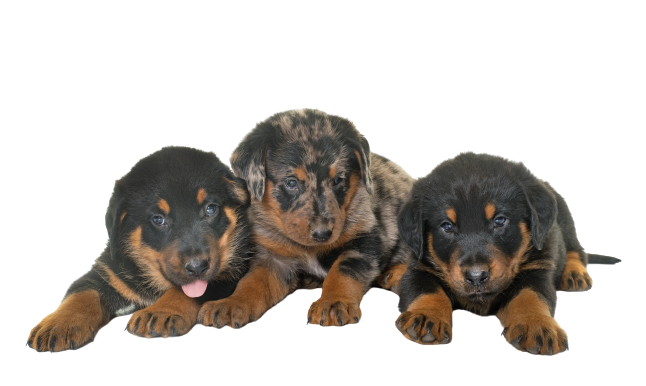 Beauceron