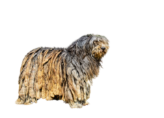 Bergamasker-Hirtenhund-1