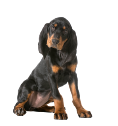 Black-and-Tan-Coonhound-3
