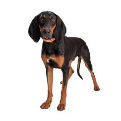 Black-and-Tan-Coonhound-4