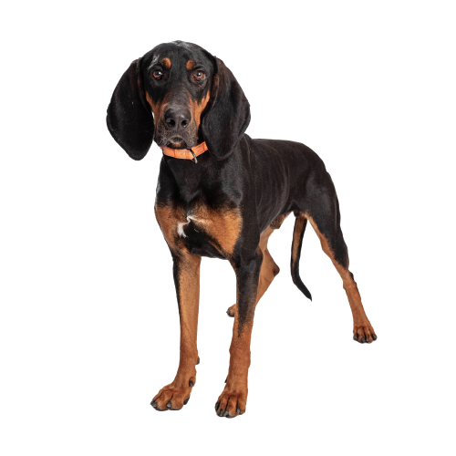 Black-and-Tan-Coonhound-4