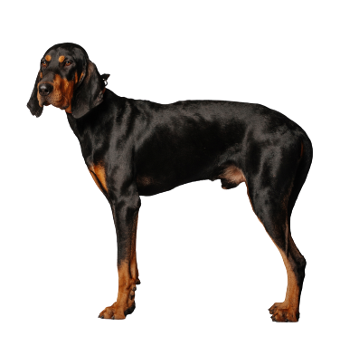 Black-and-Tan-Coonhound-5