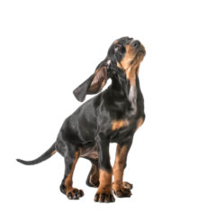 Black-and-Tan-Coonhound-6