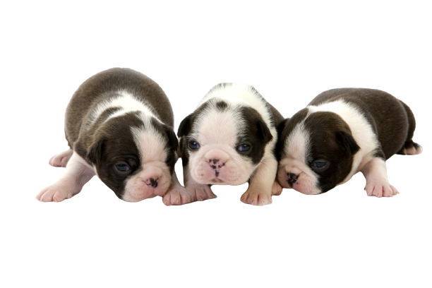 Boston-Terrier-6