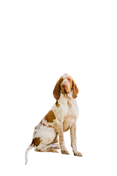 Bracco-Italiano-6