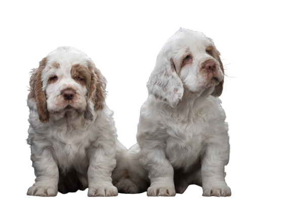 Clumber-Spaniel-6-1