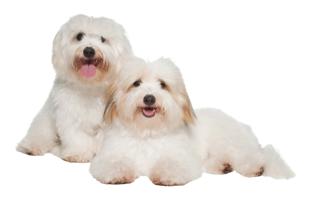 Coton-de-Tulear-1