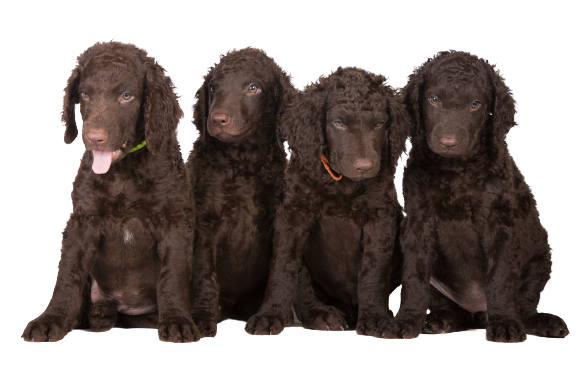 Curly-Coated-Retriever-6-1