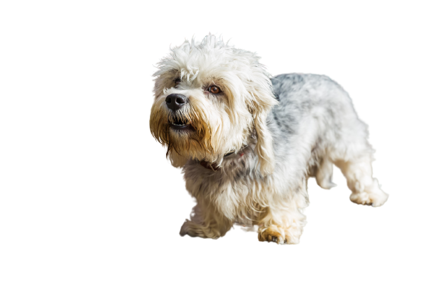 Dandie-Dinmont-Terrier-4