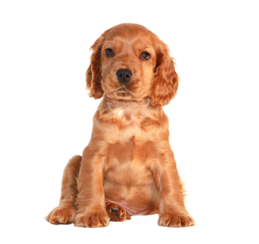 English Cocker Spaniel