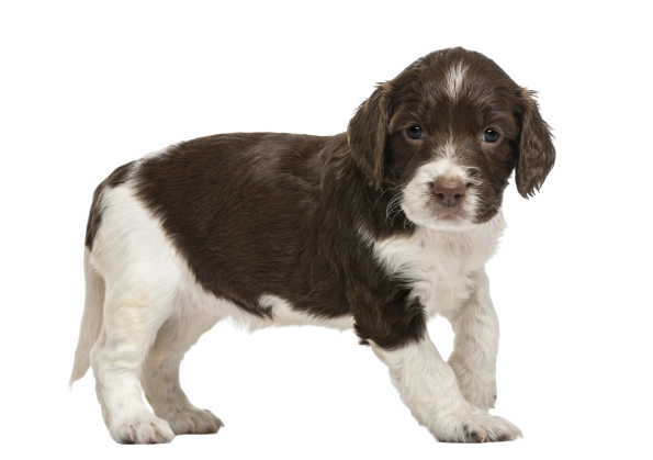 English Springer Spaniel