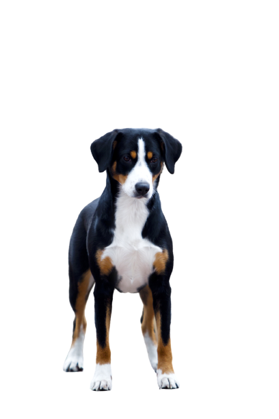 Entlebucher-Sennenhund-6