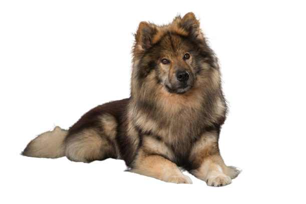 Eurasier-2