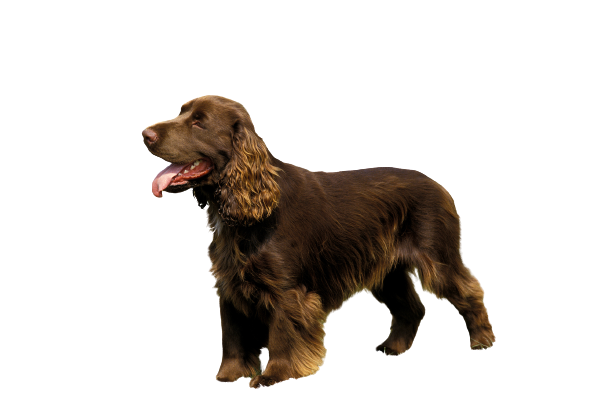 Field-Spaniel-5