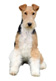 Foxterrier (Drahthaar)