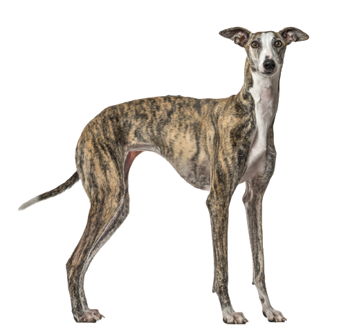 Galgo Español